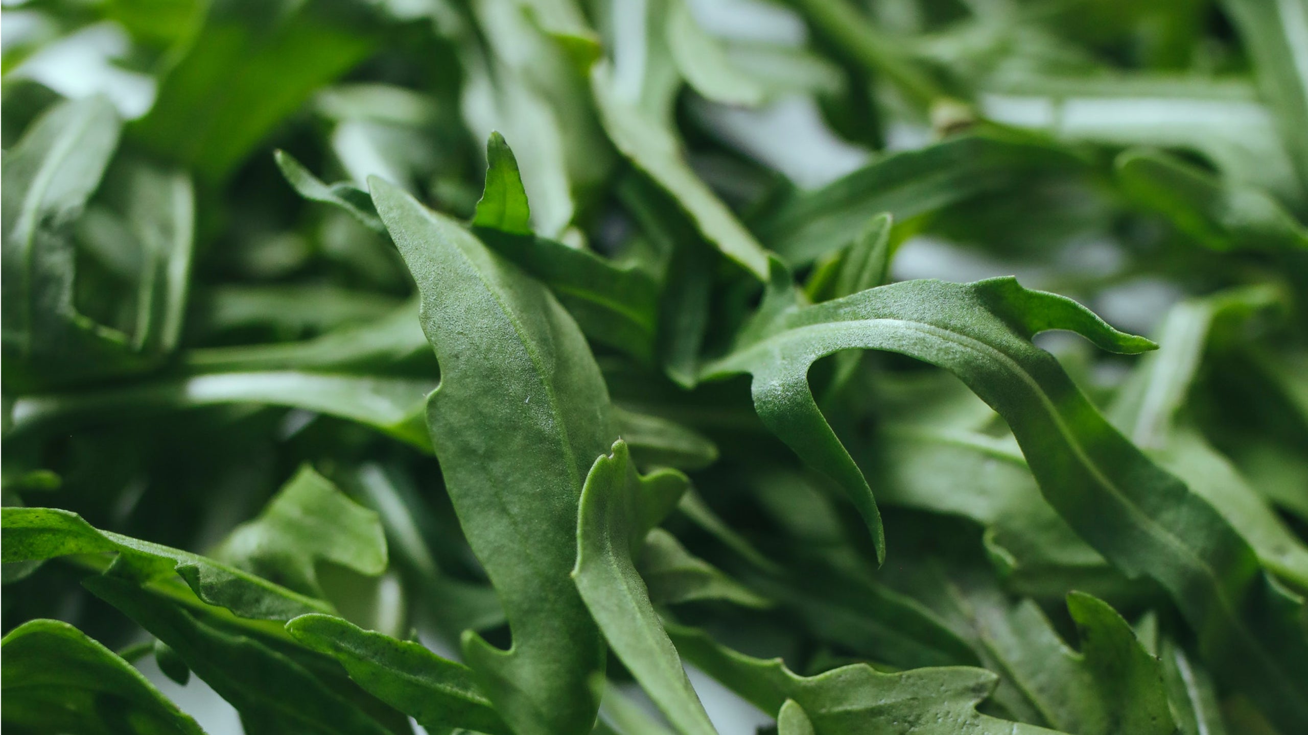 Rocket (Arugula) - NTS Fertiliser Guide – Nutri-Tech Solutions Pty Ltd