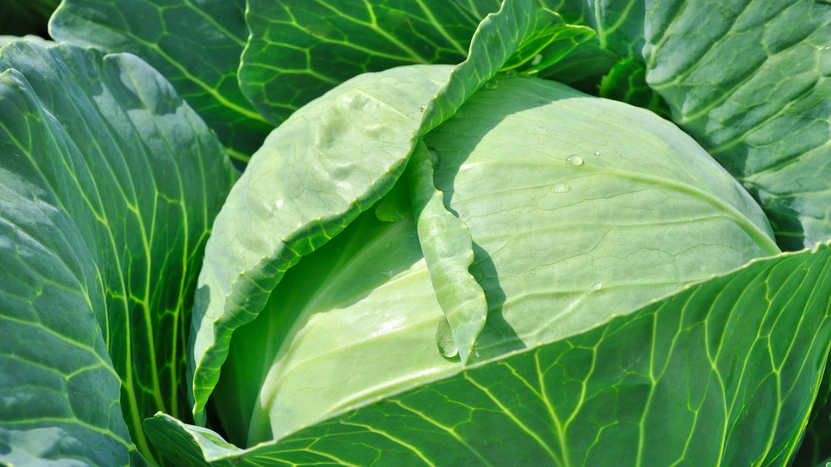Cabbage Pprofuction Cabbage - NTS Fertiliser Guide – Nutri-Tech Solutions Pty Ltd
