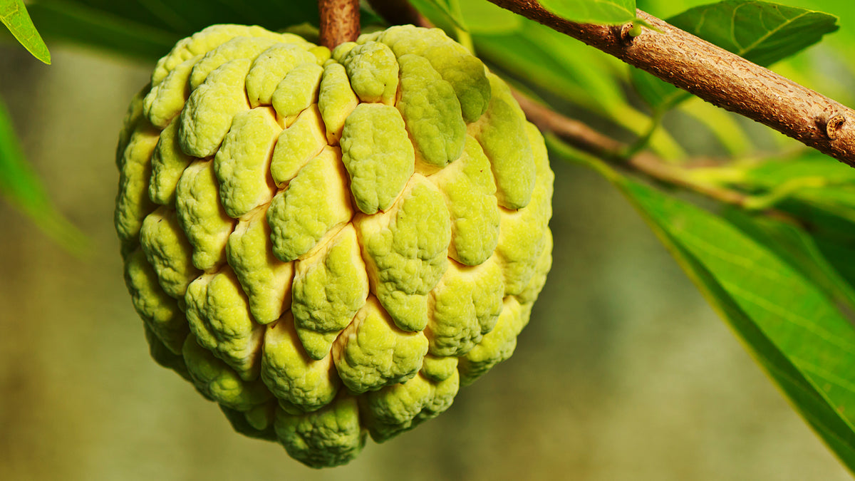 Custard Apple - NTS Fertiliser Guide – Nutri-Tech Solutions Pty Ltd