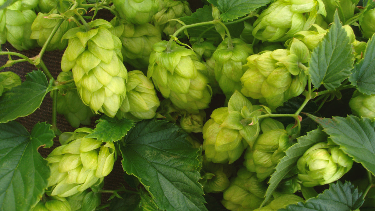 Hops Operater Hops - NTS Fertiliser Guide – Nutri-Tech Solutions Pty Ltd