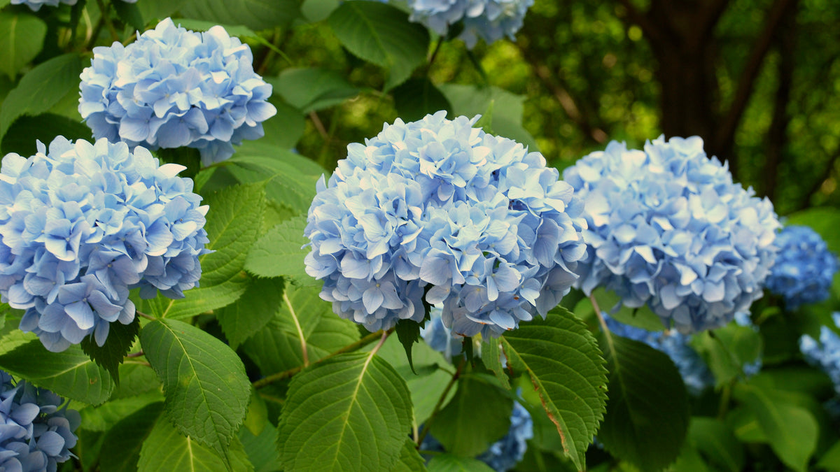 Hydrangea (Flower) - NTS Fertiliser Guide – Nutri-Tech Solutions Pty Ltd