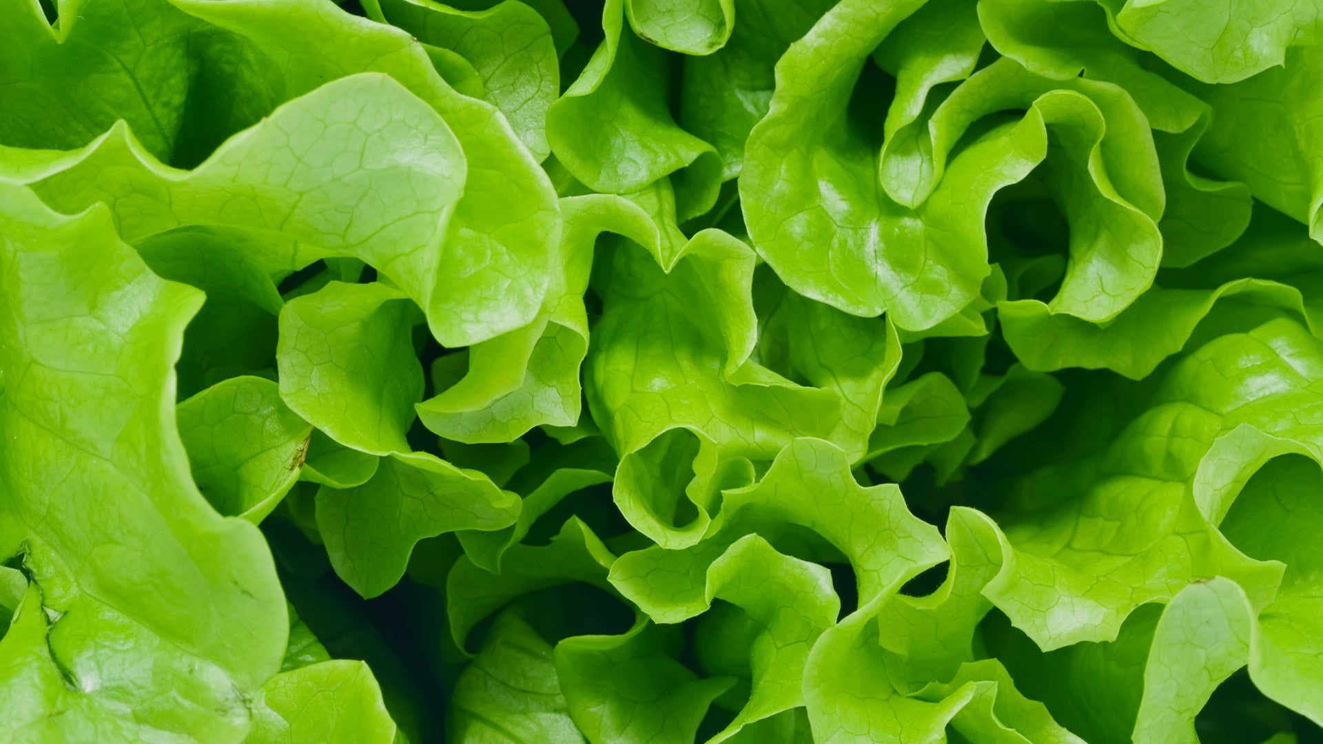 Leafy Greens NTS Fertiliser Guide NutriTech Solutions Pty Ltd