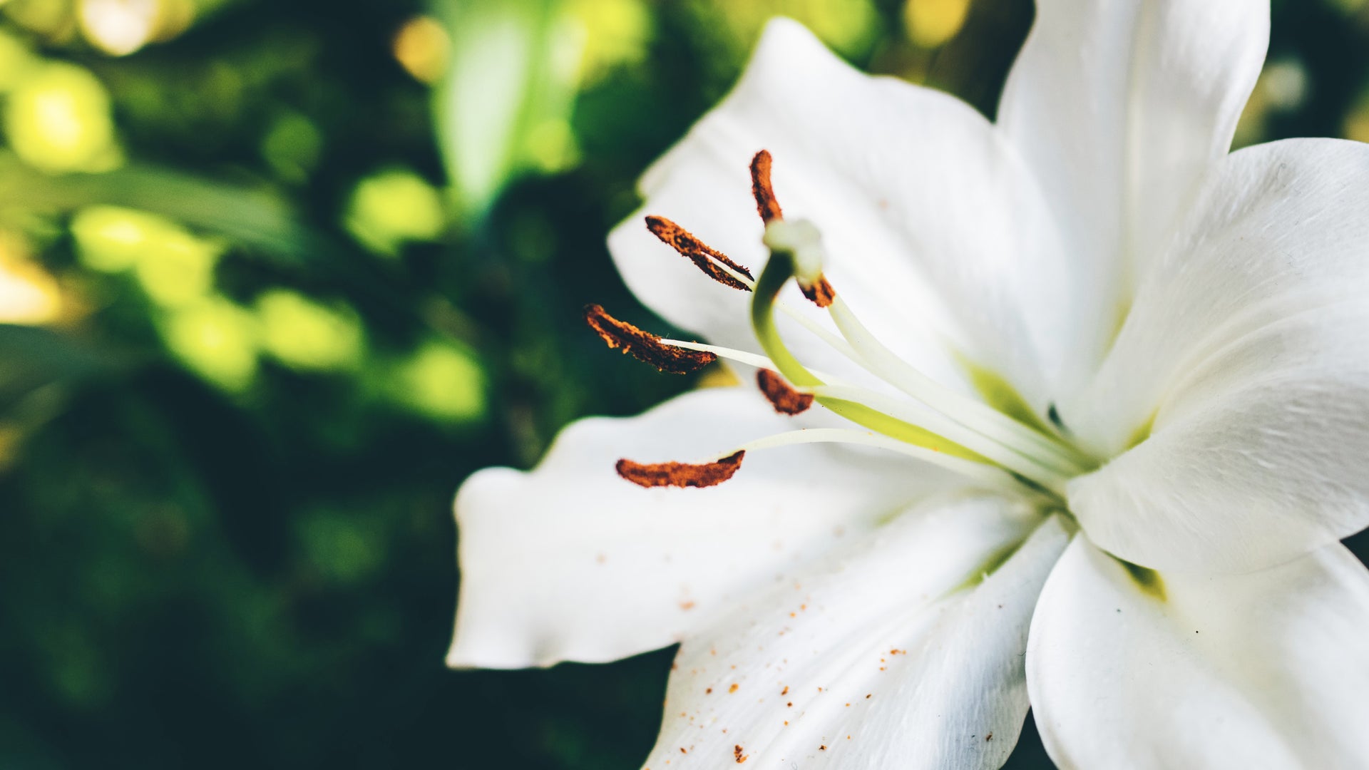 Lily (Flower) - NTS Fertiliser Guide – Nutri-Tech Solutions Pty Ltd