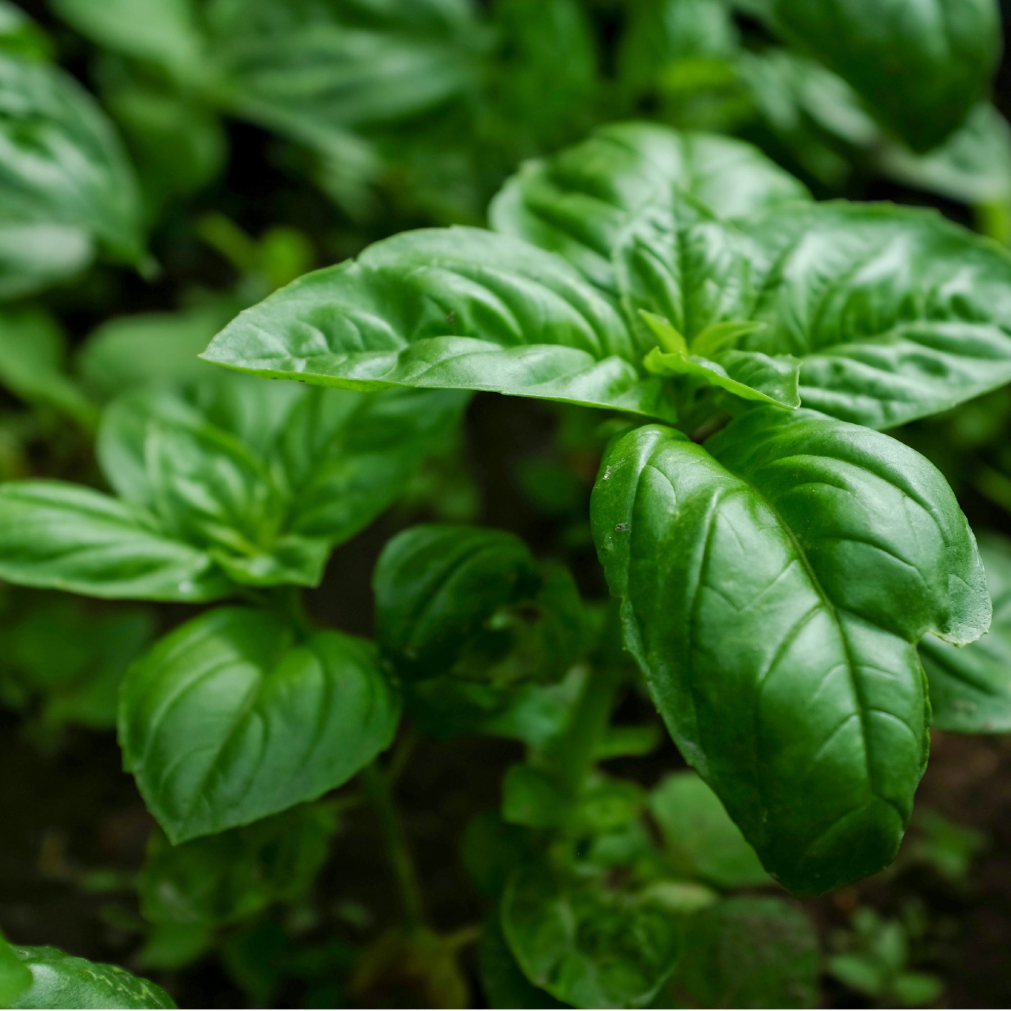 Basil NTS Fertiliser Guide Nutri Tech Solutions Pty Ltd