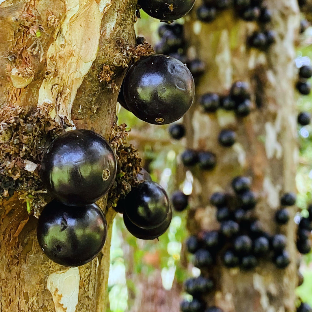 Jaboticaba - Organic NTS Fertiliser Guide – Nutri-Tech Solutions Pty Ltd
